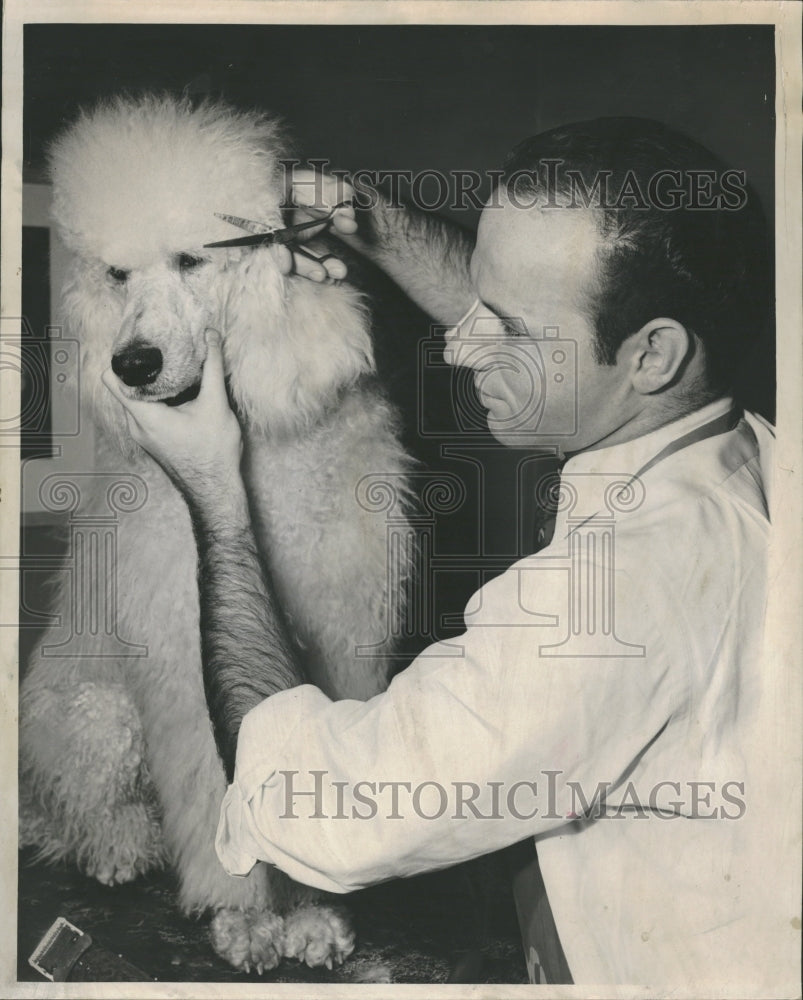 1951 The Dog House Beauty Salon For Dogs - Historic Images