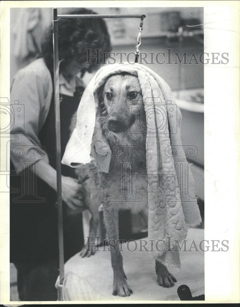 1984 Dog Wash St. Francis Animal Shelter - Historic Images