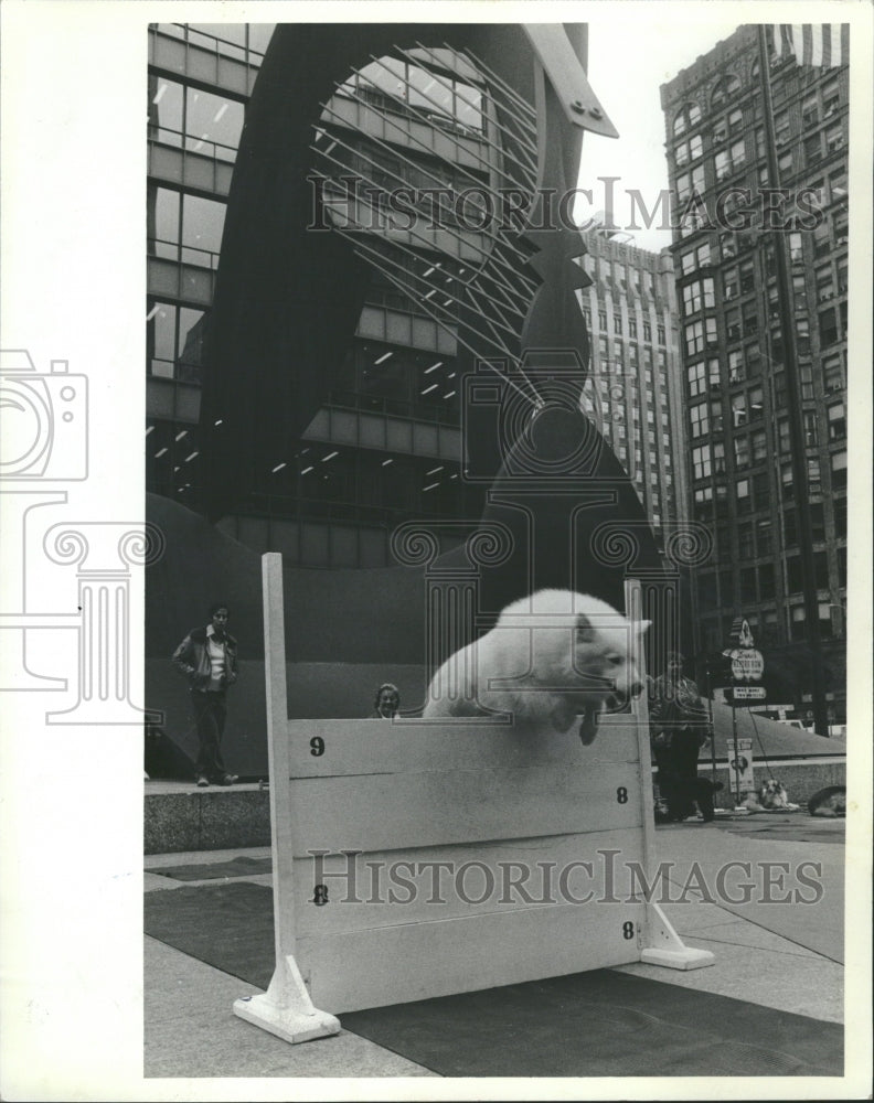 1982 Samoyed Jumping Fall Dog Show Chicago - Historic Images