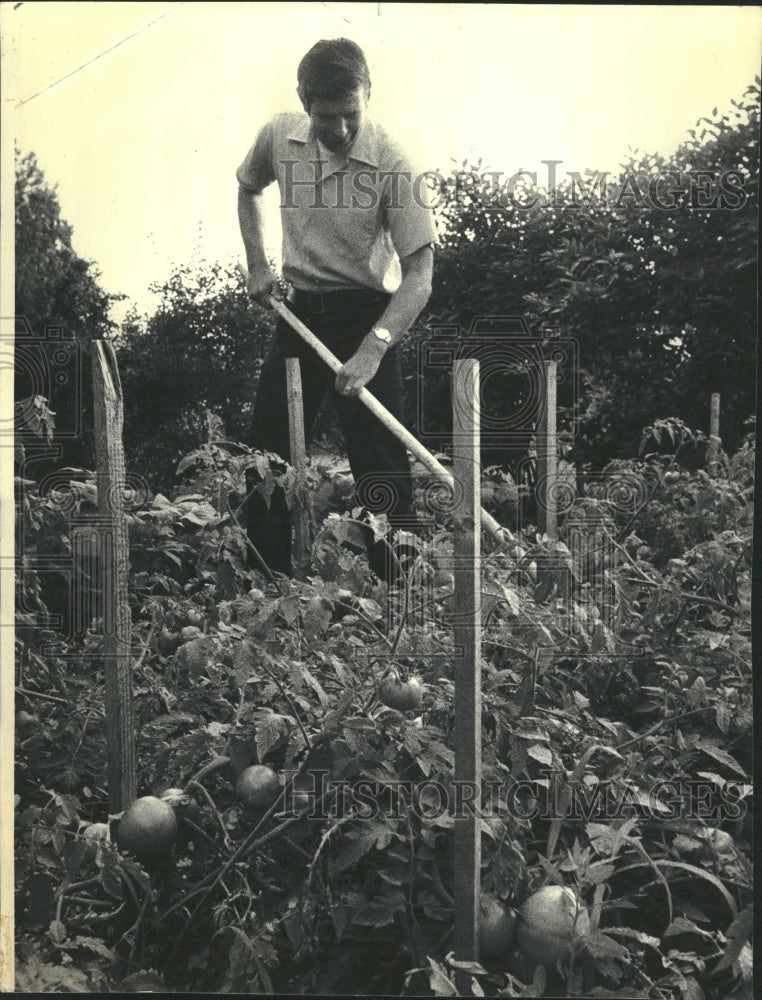 1978 Bob Mixa Uses Hoe In Vegetable Garden - Historic Images