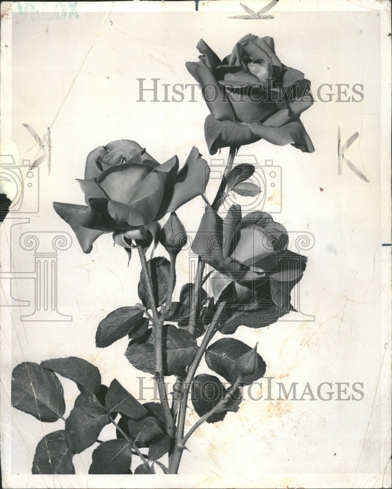 1960 Flower Rose - Historic Images