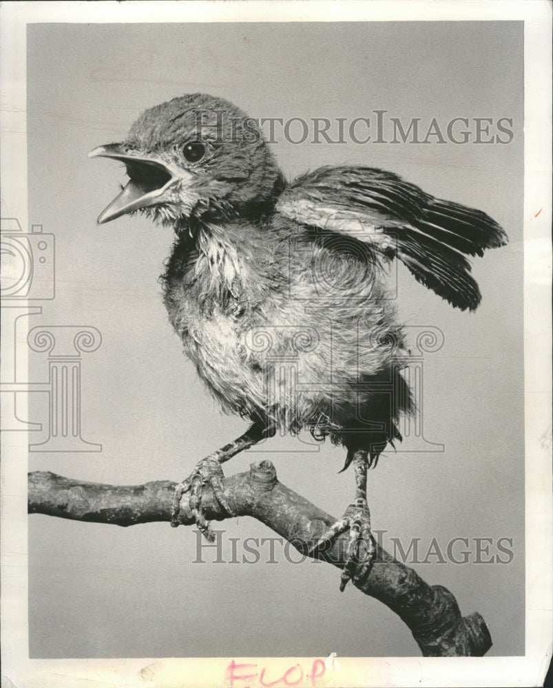 1957 Baby Blue Jay Photograph Hanna Darsam - Historic Images