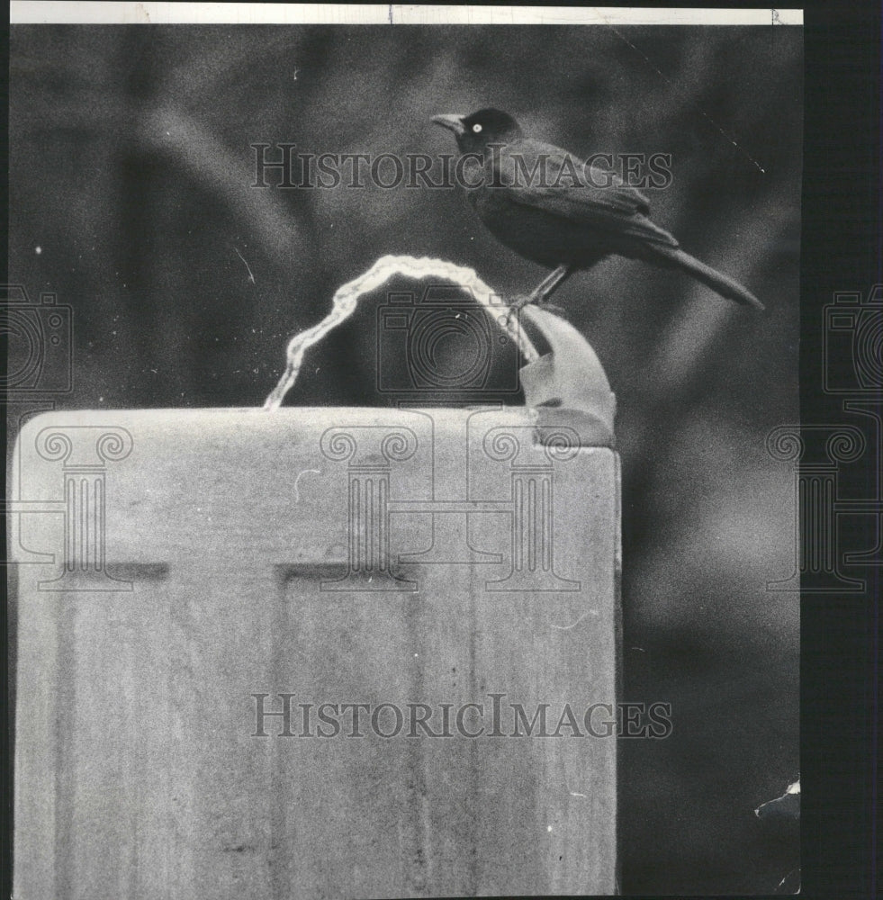 1972 Discerning Bird - Historic Images