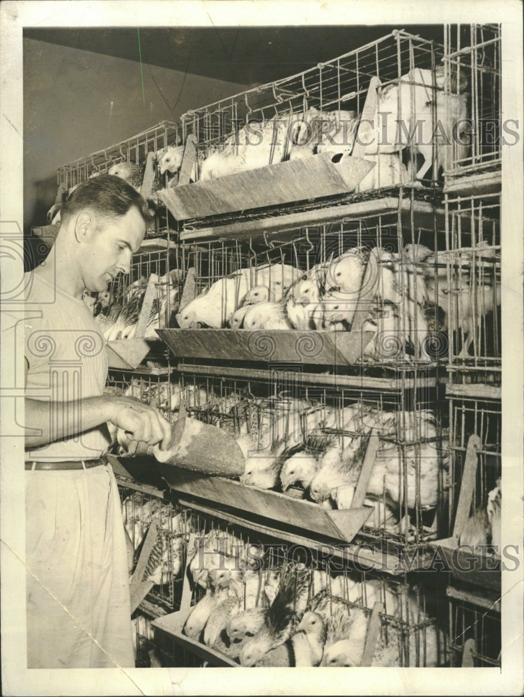 1942 Dr. C.D. Gordon, Geneticist poultry - Historic Images