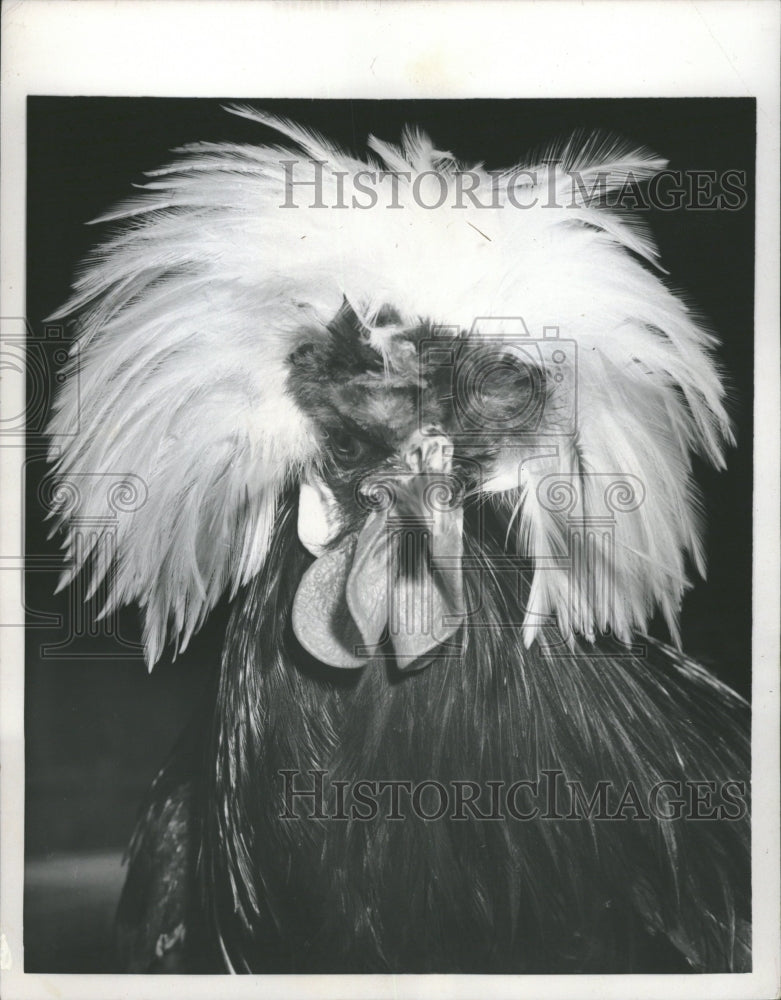 1957 Chicken High Fahion French Capital Hen - Historic Images