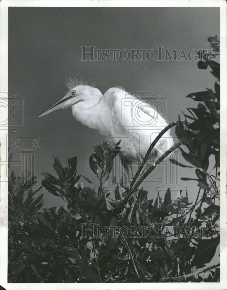 1963 Everglades Resident Egret - Historic Images