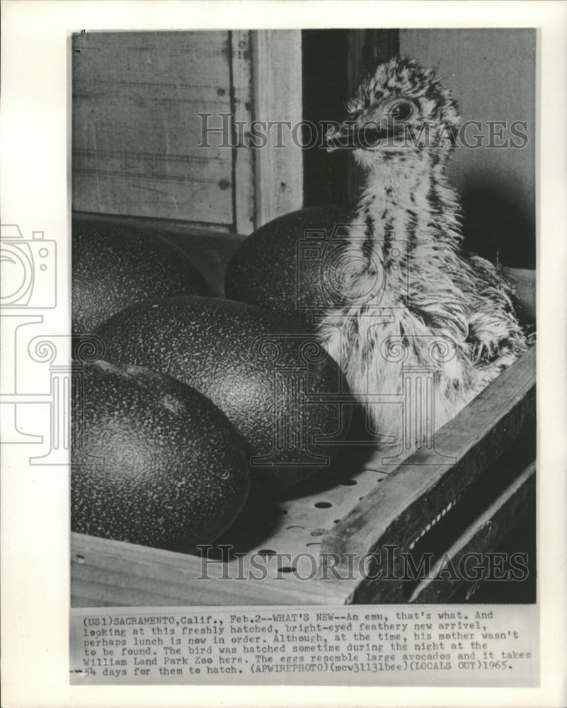 1965 Emu William Land Park Zoo - Historic Images