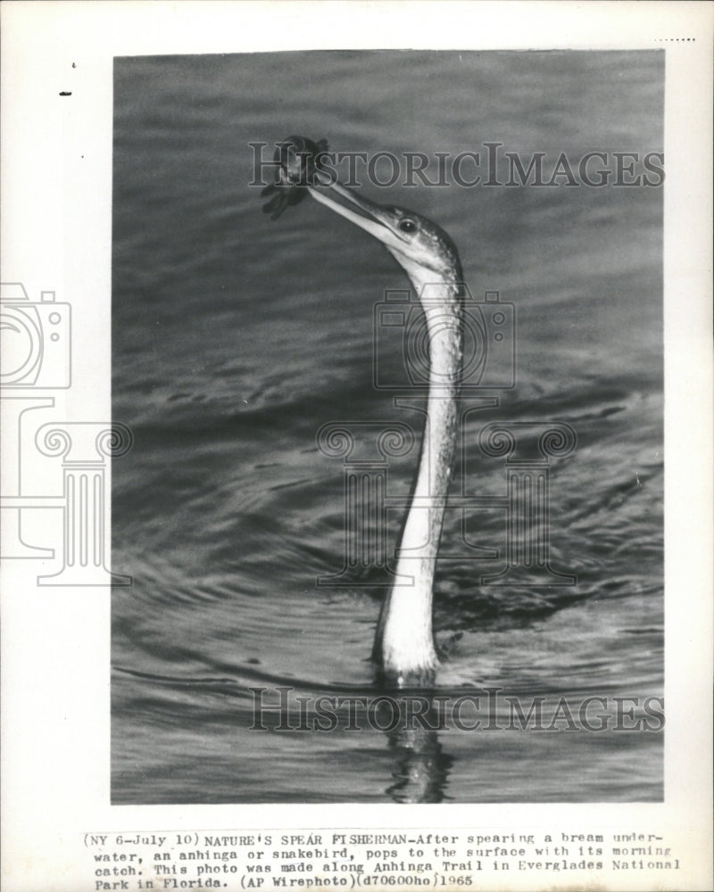 1965 Spearing Bream Snake Bird Under Water - Historic Images