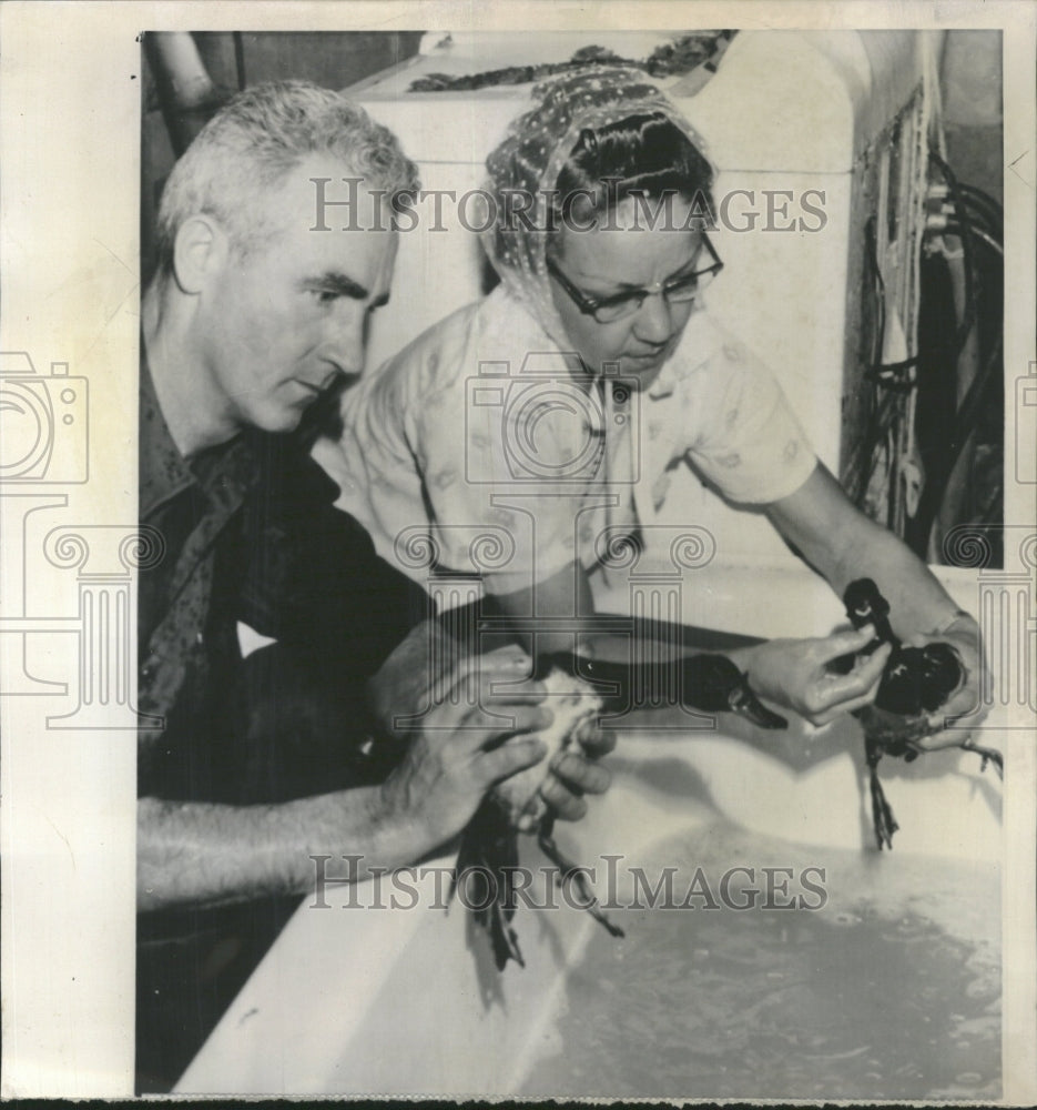 1963 Duck Laundry Oil Mississippi River - Historic Images