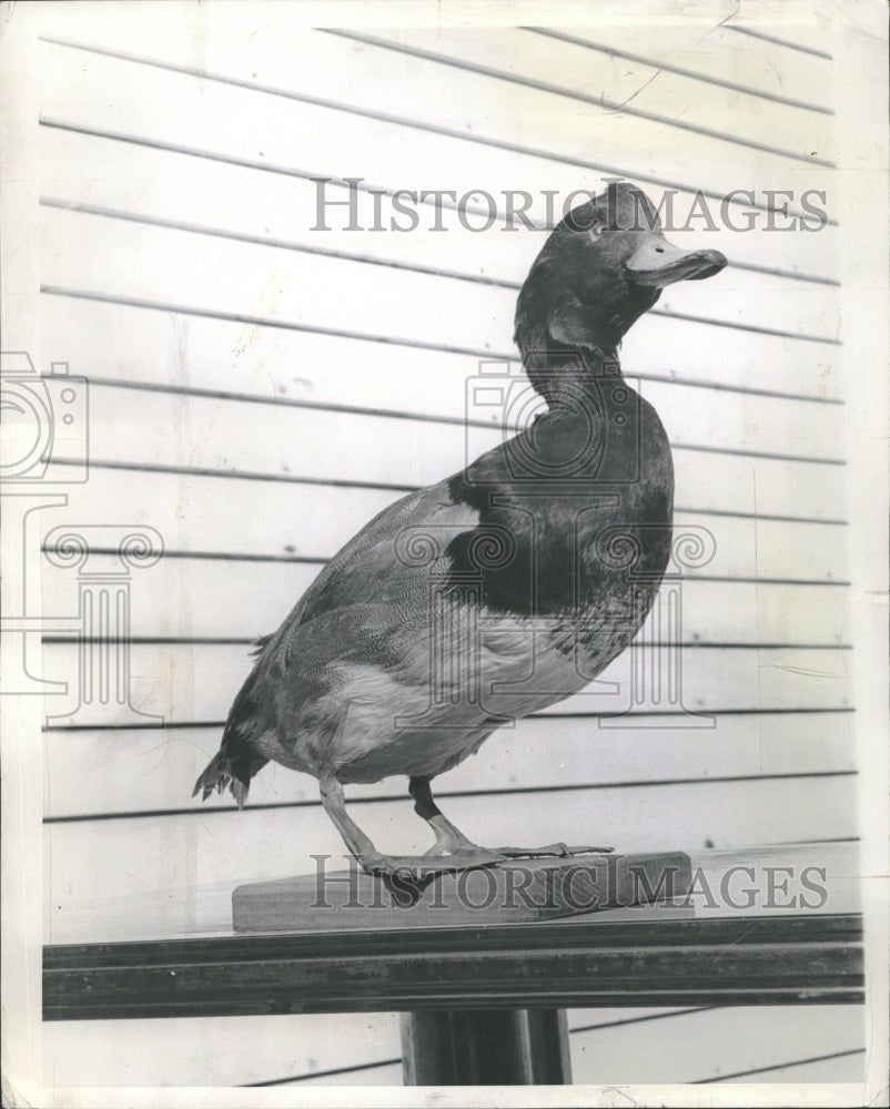 1962 Red Head Black Breast Duck - Historic Images