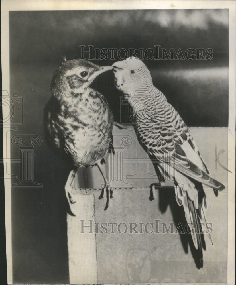 1953 A rescued Robin and a Parakeet. - Historic Images