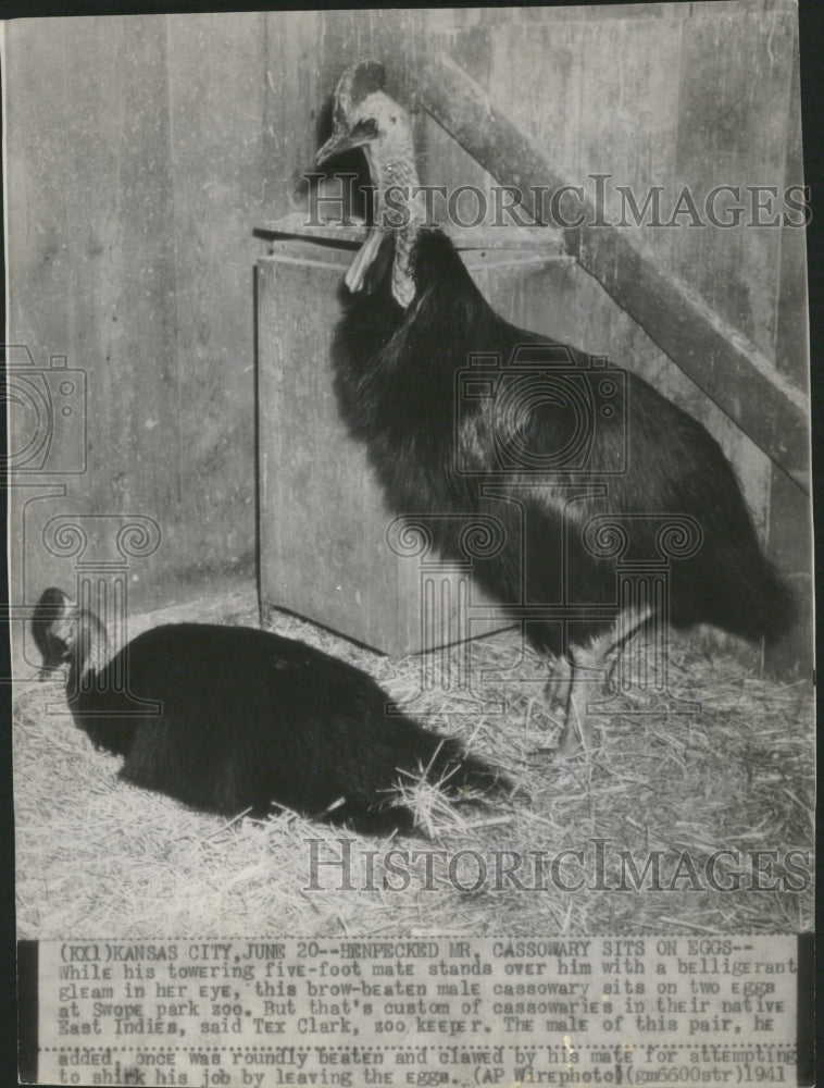 1941 Henpecked Cassowary sits eggs gleam - Historic Images