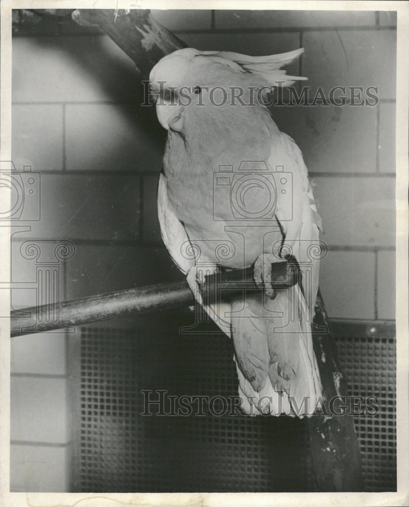 1954 Lead Beater Cockatoo Cacatuidae - Historic Images