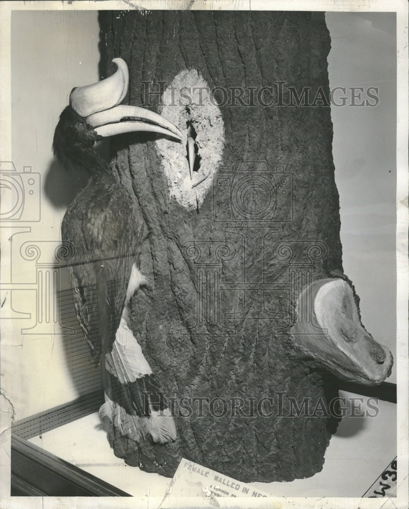 1955 Hornbill Natural History Museum tree - Historic Images