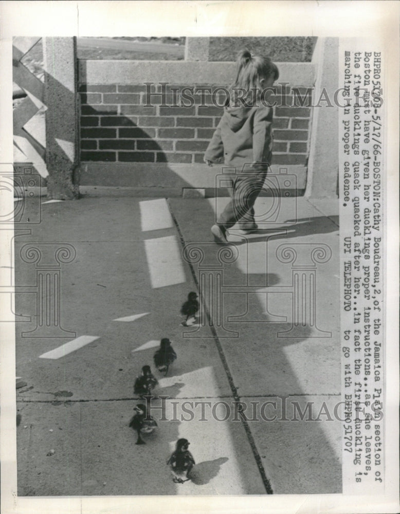 1966 ducklings  Birds - Historic Images