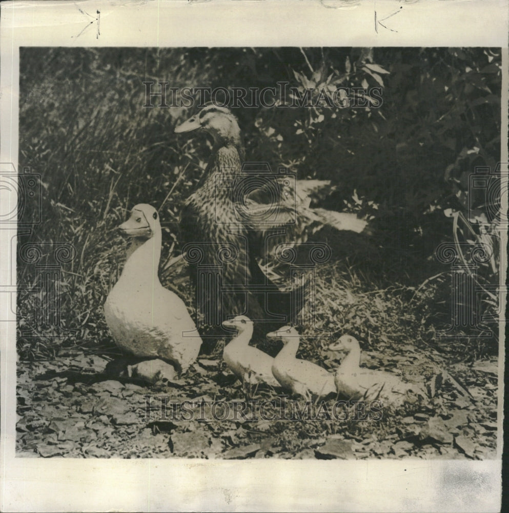 1954 Duck Anatidae Family - Historic Images