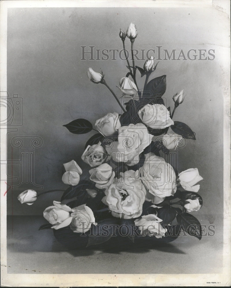 1953 Roses Miniature Roses - Historic Images