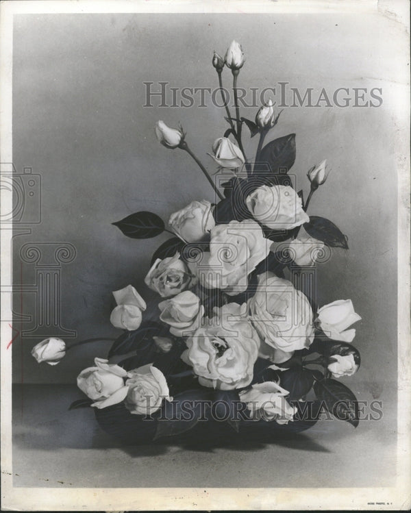 Roses Miniature Roses - Historic Images