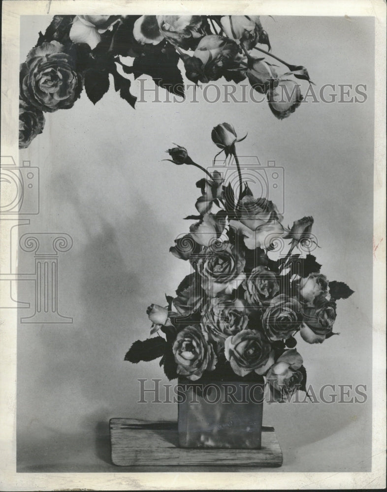 1958 Floribunda Rose Rosa chinensis Garden - Historic Images