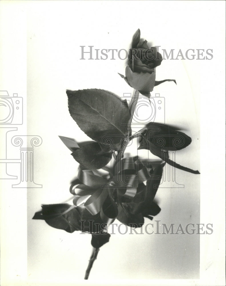 1987 Picture Roses Varon Leafs Plants - Historic Images