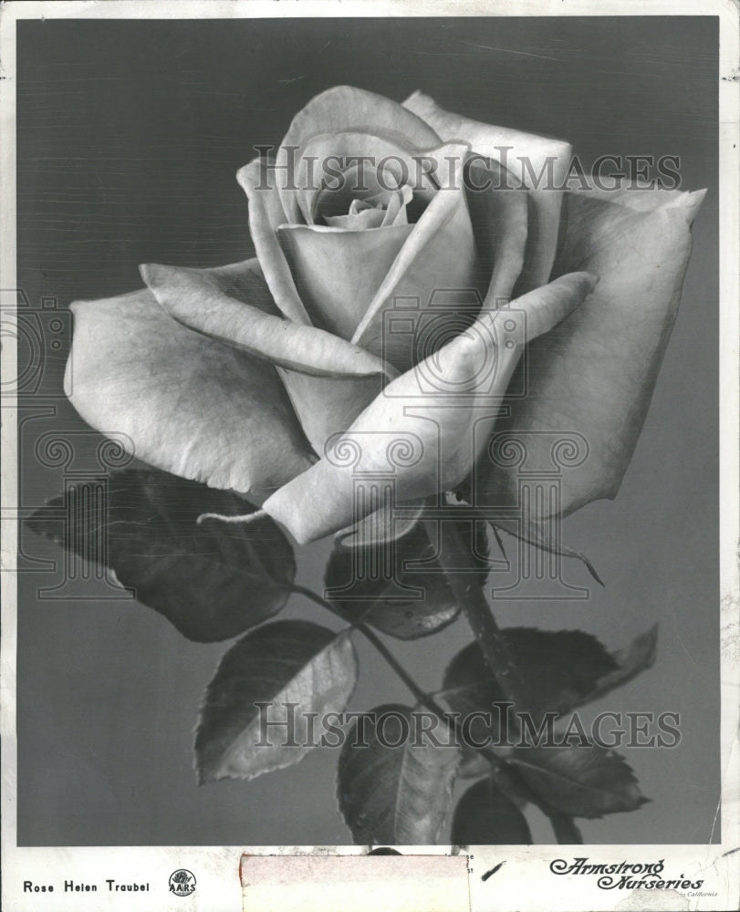 1951 Helen Traubel Rose - Historic Images