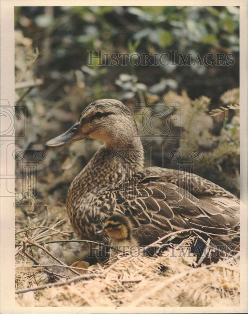 1989 Riverside Rosie Tiny Duckling Workers - Historic Images