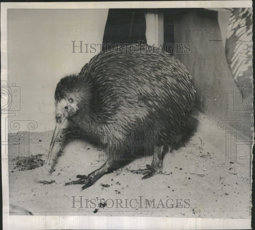 1954 Kiwi bird at the San Diego Zoo. - Historic Images