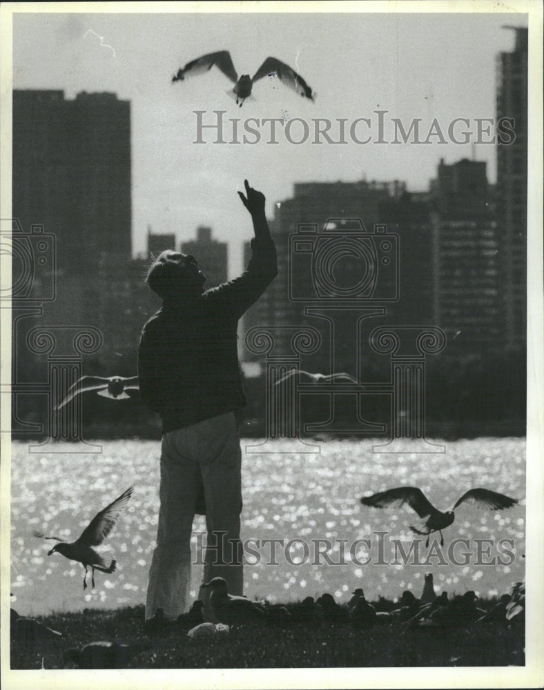 1984 Birds Gulls Pigeons - Historic Images