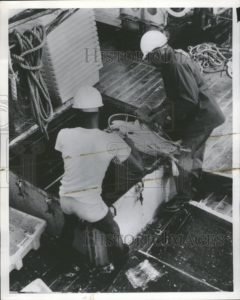 1967 Fishing Crewmen Place Basket Calamar - Historic Images