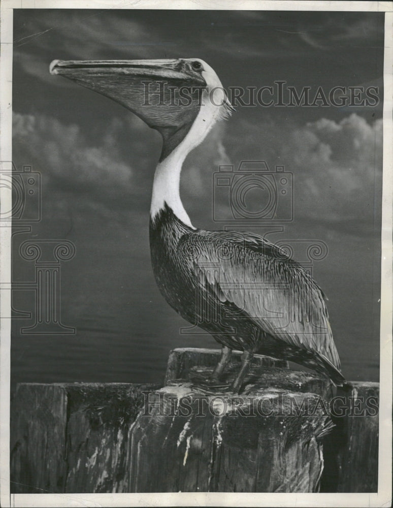 1952 Petersburg Two British Naturalists - Historic Images