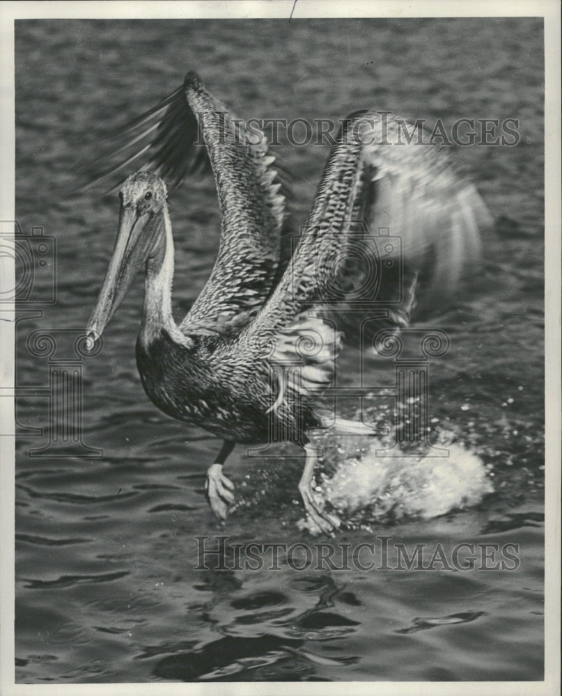 1972 Poosh Awkward pelican water Joseph guy - Historic Images