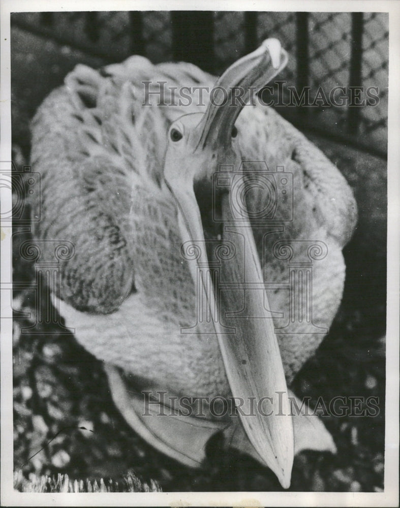 1954 Pelican Animal London Zoo Clean Bill - Historic Images