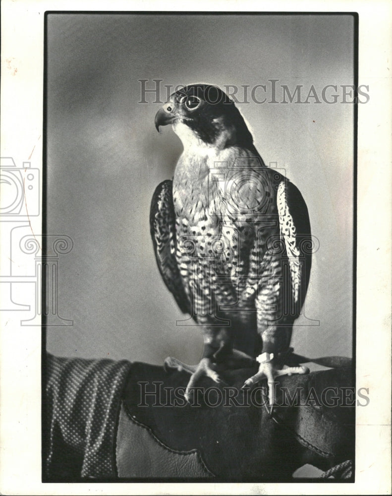 1978 Fund raising efforts Snake River Birds - Historic Images