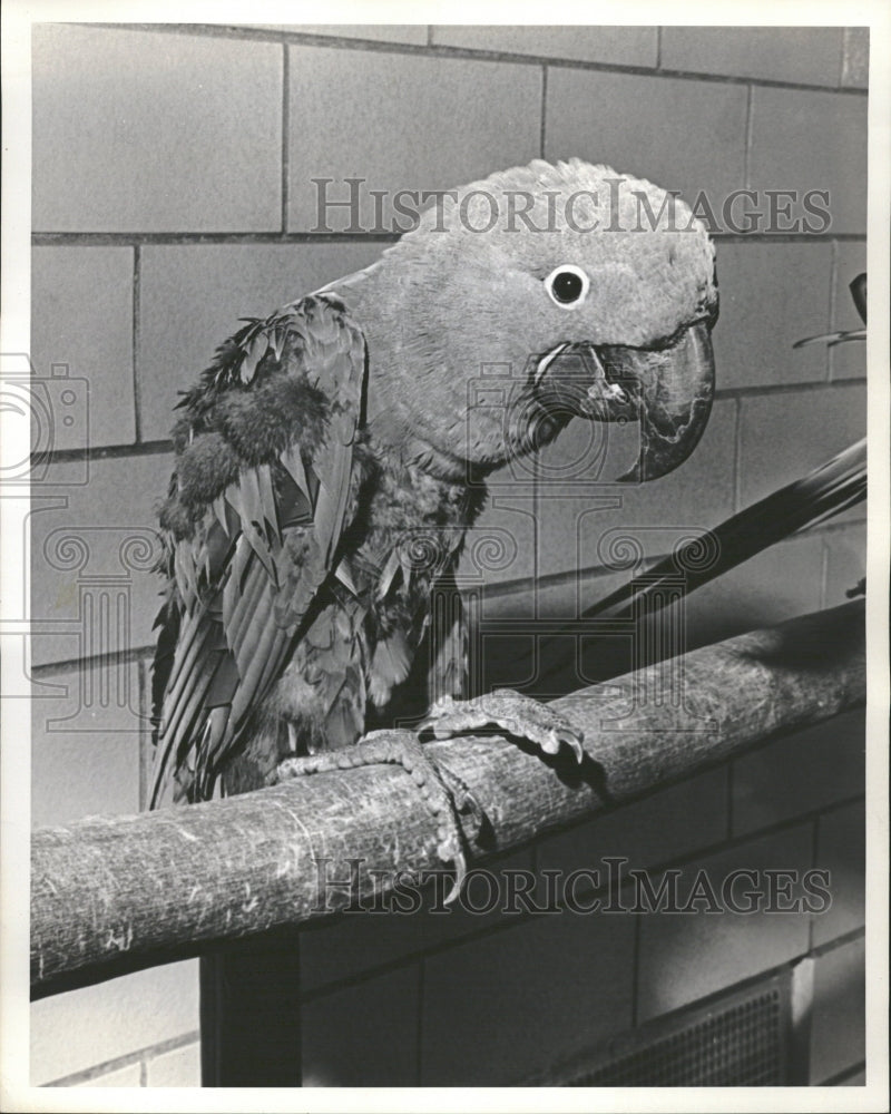 1966 &quot;Cindy&quot; - A Hyacinth Macaw in Zoo. - Historic Images