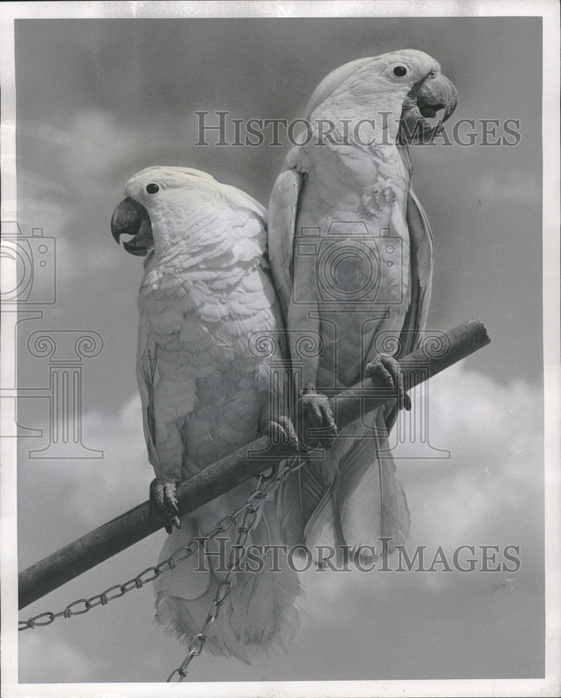 1953 Twin Macaws South America Mellody Farm - Historic Images