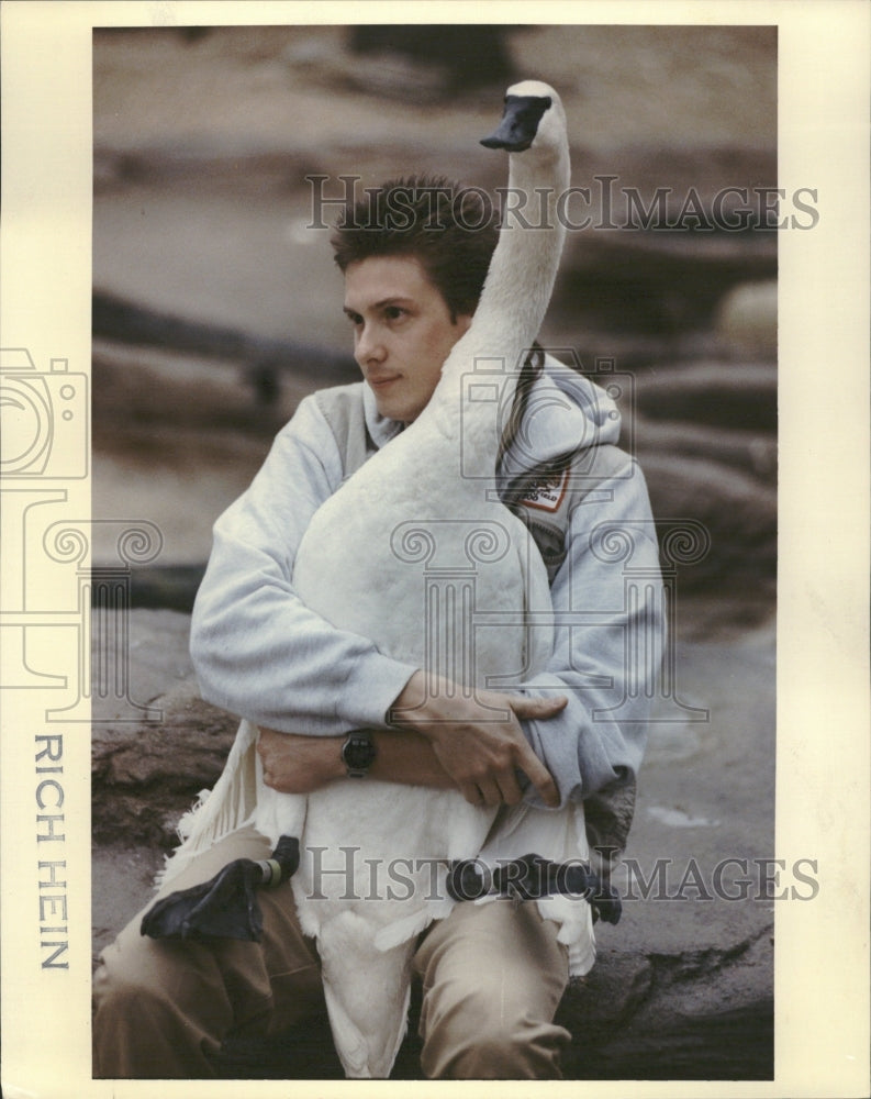 1992 Trumpeter Swans Brook field zoo Scott - Historic Images