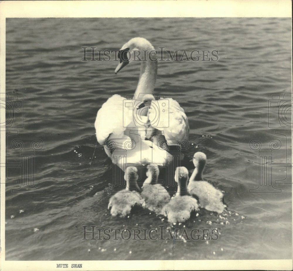 1978 Birds Swans Garden - Historic Images