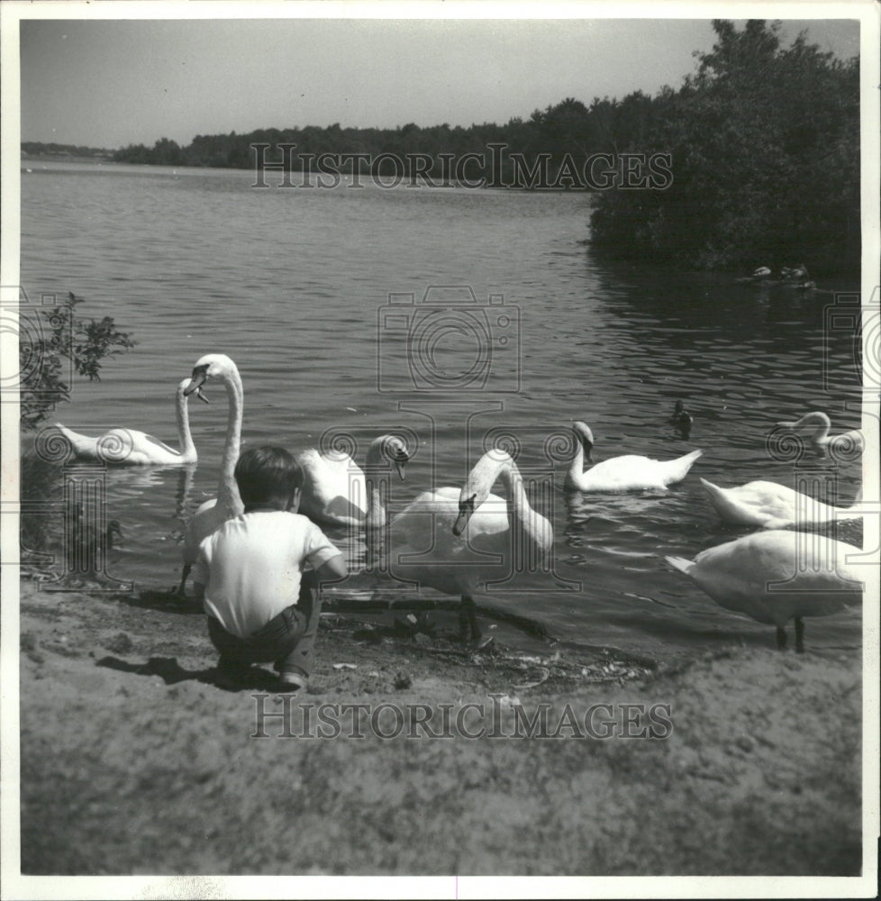 1978 Swans Northwestern Michigan lake - Historic Images