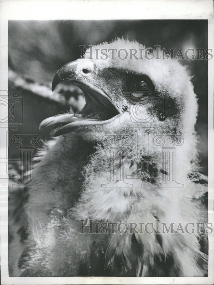 1953 Rodents Pretty Tough Customer Red Tail - Historic Images