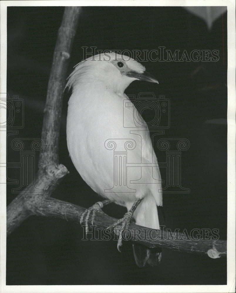 1977 Mynah bird honored animal Indonesia - Historic Images