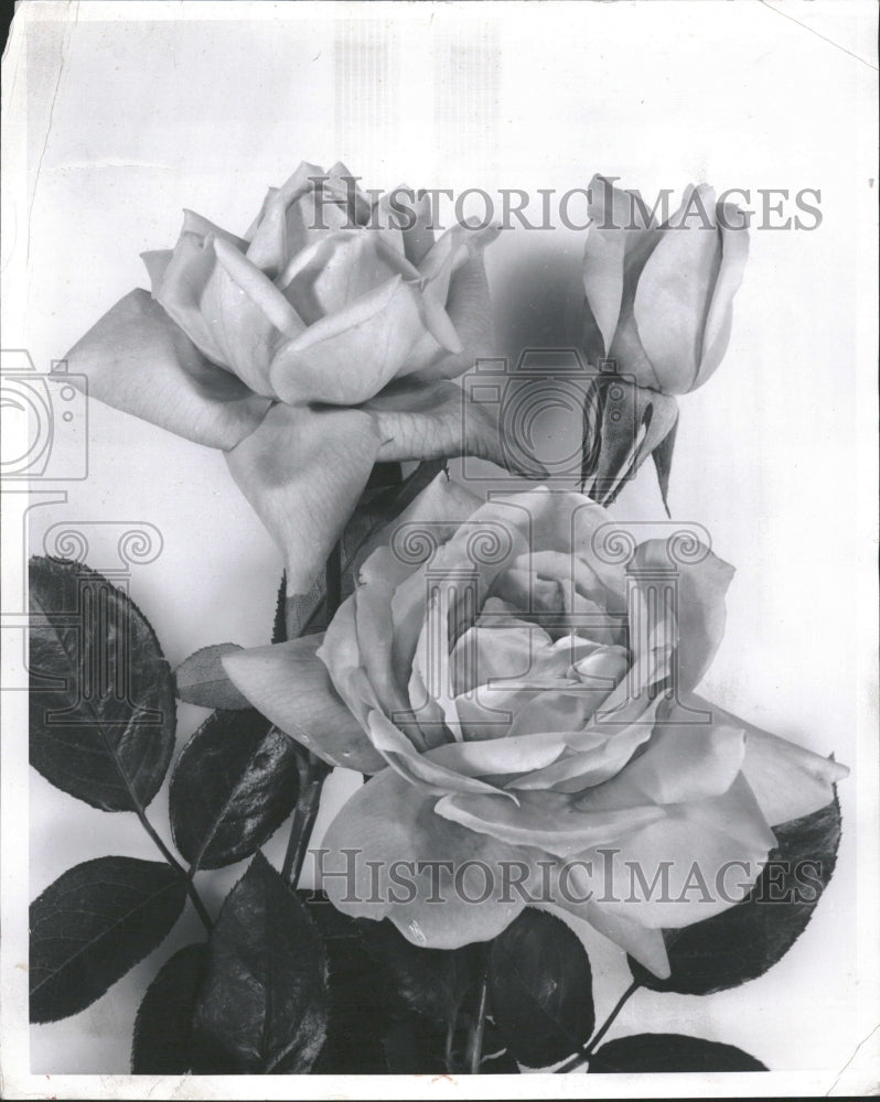 1960 Star Roses West Grove PA Picture White - Historic Images