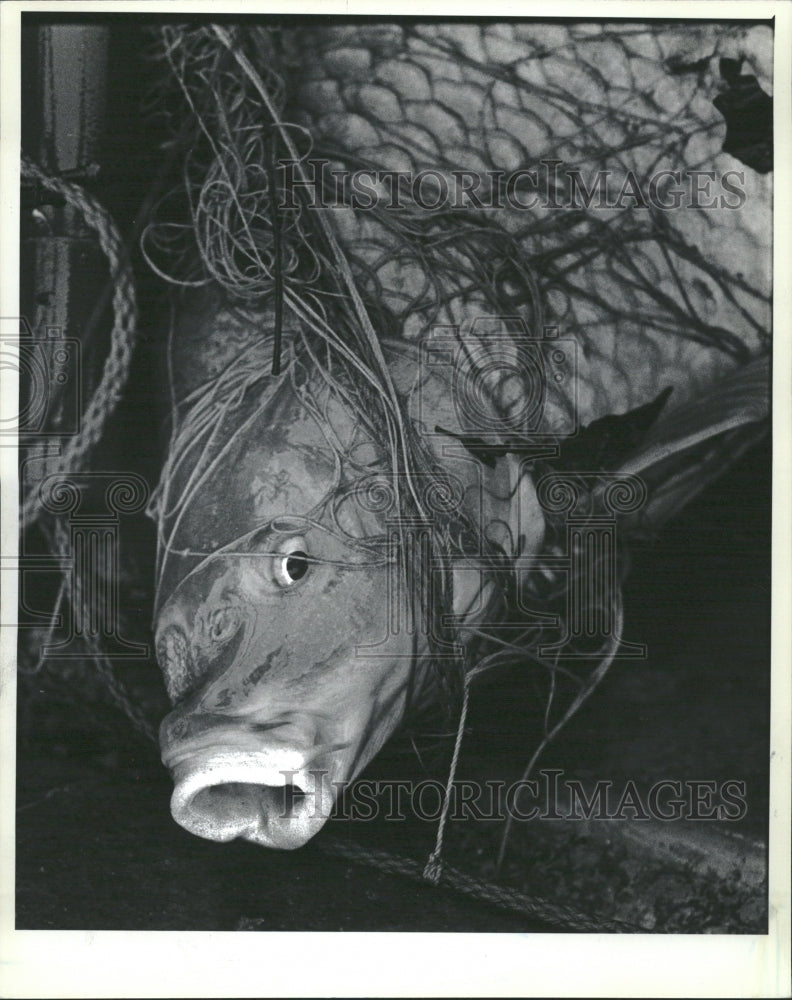 1983 Veteran angler Johnson Fishing Catfish - Historic Images