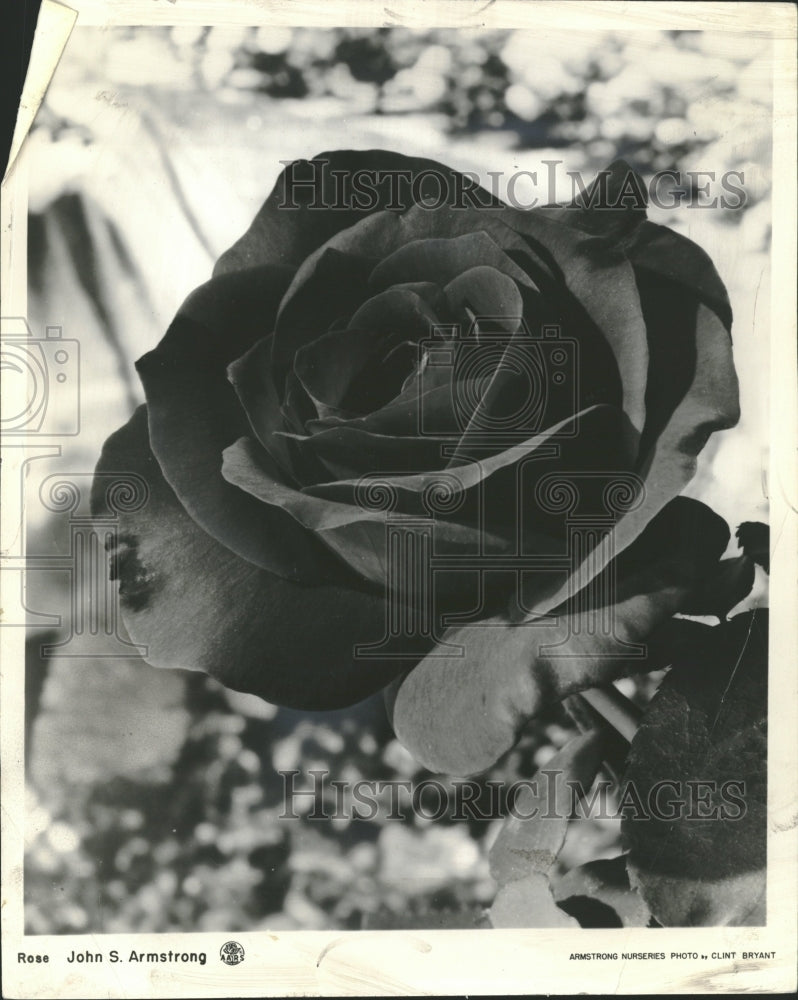 1965 Rose Hybridize - Historic Images