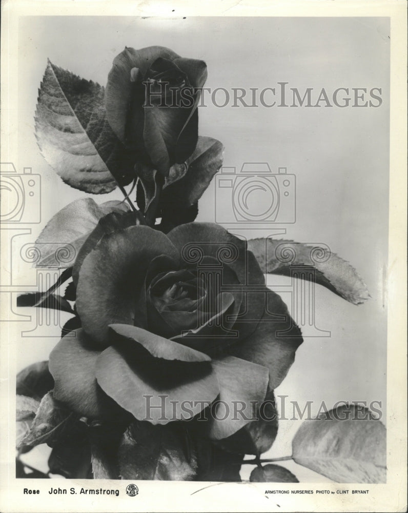 1969 Rose Flower - Historic Images