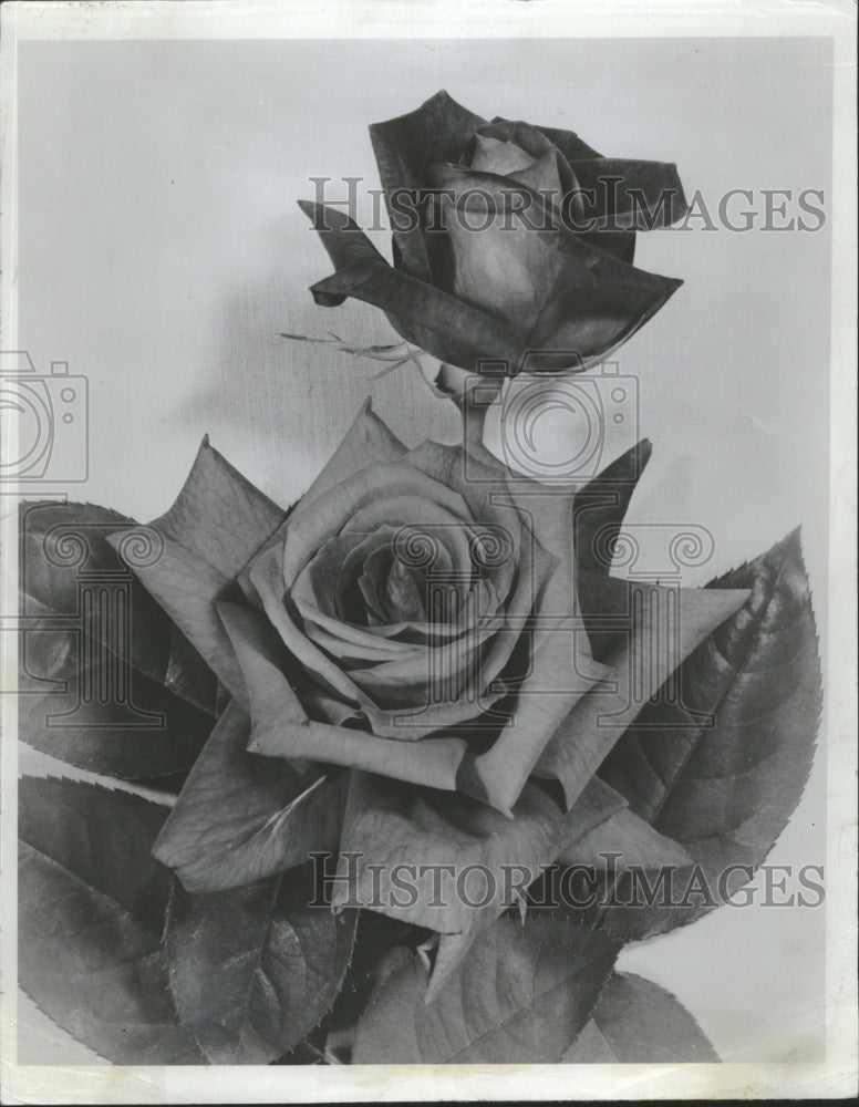 1953 Rose Flower - Historic Images