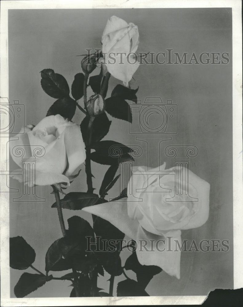 1958 Hybrid Tea White Queen Roses Garden - Historic Images