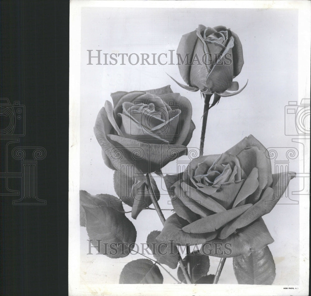 1947 Hybrid Tea New Yorkes Plant Roses - Historic Images