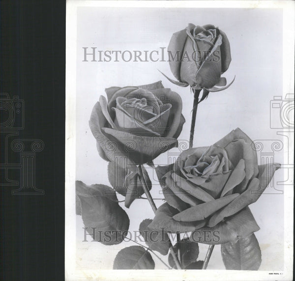 Hybrid Tea New Yorkes Plant Roses - Historic Images