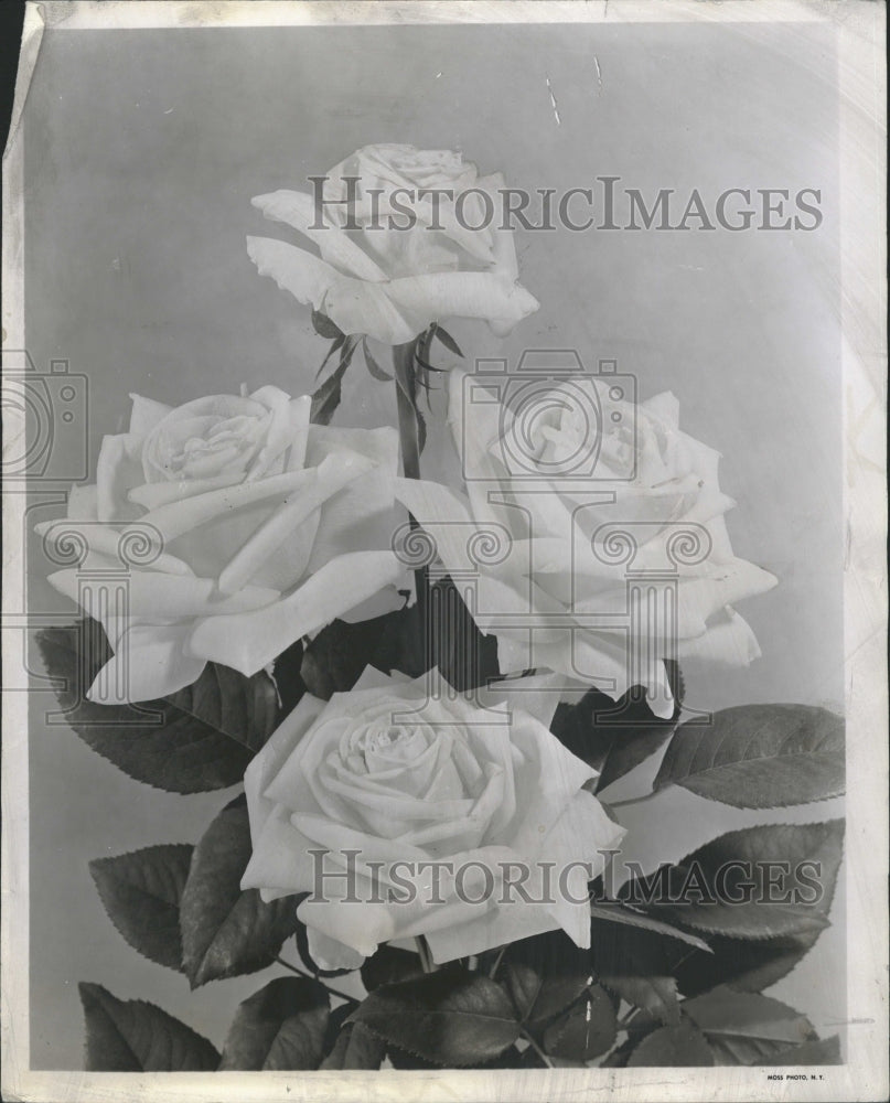 1947 Hybrid Tea Diamond Rose Flower Jubilee - Historic Images