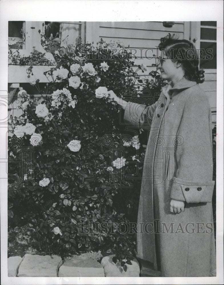 1953 Mrs Henry Runyan Lawn Home Roses Plant - Historic Images